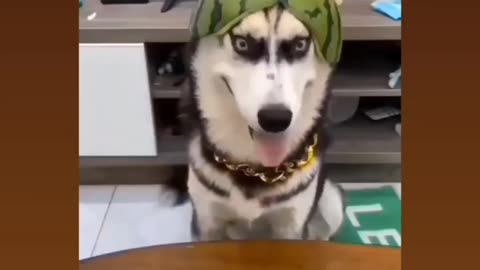 Dog funny. Fellow me for more