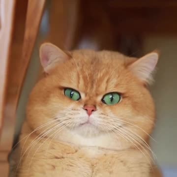Cat 😸 so cute 🥰 |Funny animal videos| try not to laugh