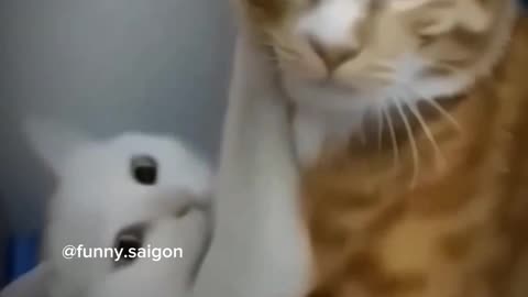 Funny cats