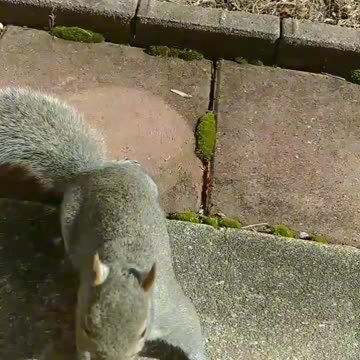 Squirrel chose the pecan than the banana 🥰. #funnyanimals #squirrel #motivation