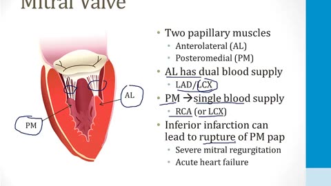 Cardiology - 1. Anatomy and Physiology - 1.Cardiac Anatomy