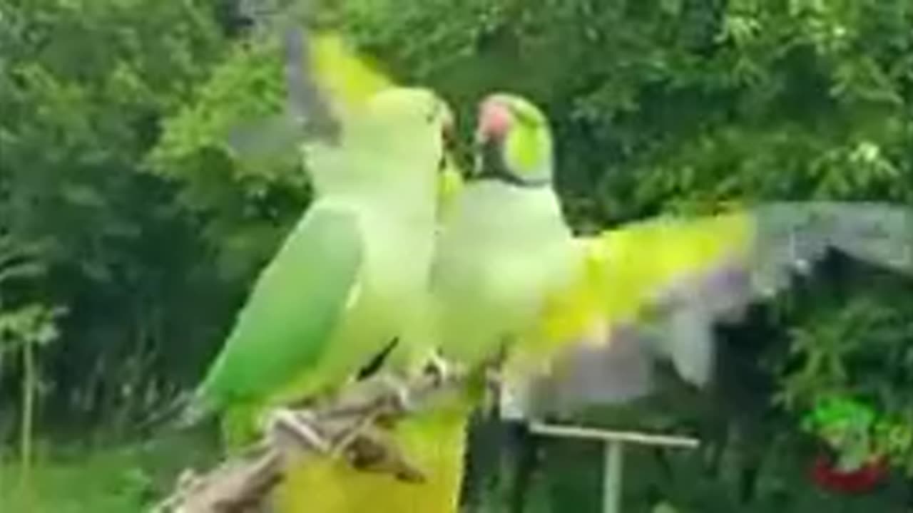 Cute parrot