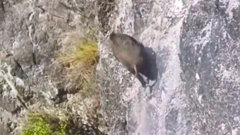 Amazing animal in Ukraine