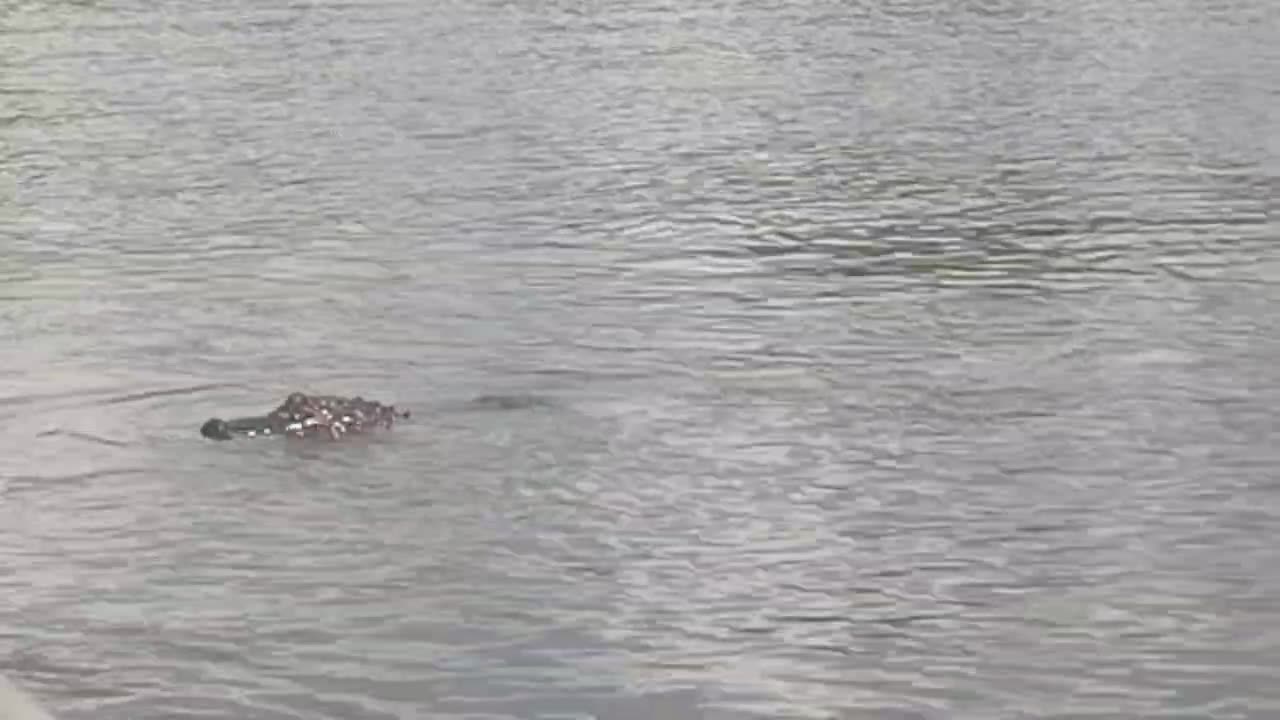 Gator comes by to say hi