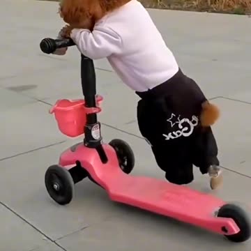 Funny Dogs On Scooter 🥰
