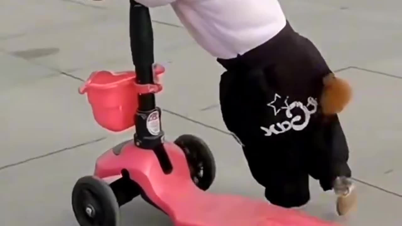 Funny Dogs On Scooter 🥰