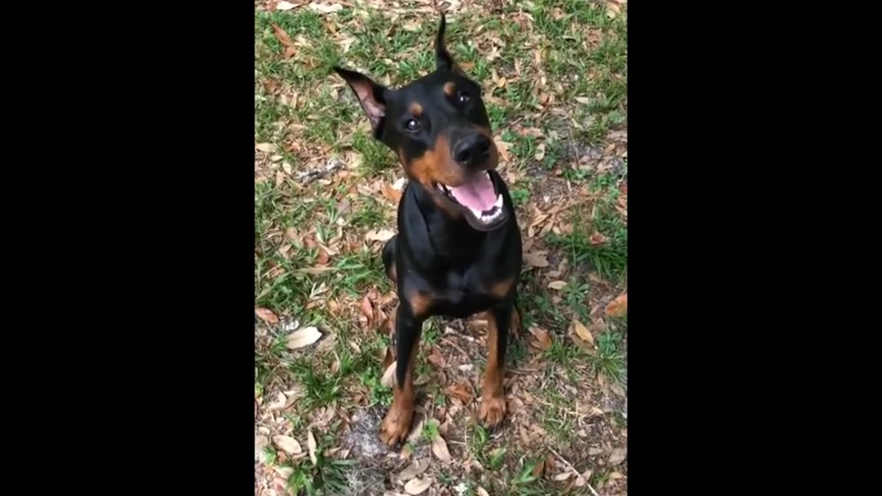 TRY NOT TO LAUGH 😆 Cute Dod Videos 😁 Funny Animals Videos Ep06_ Varieties of dogs