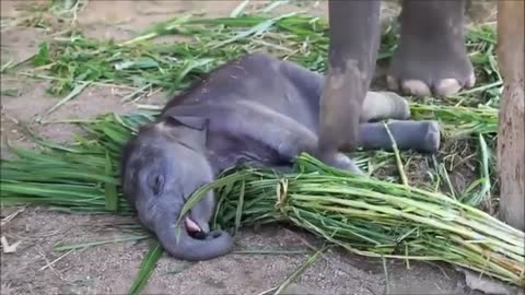 Baby elephant video# funny video# try not to laugh