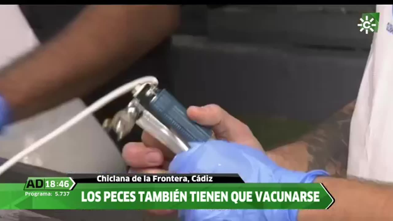 Impfung an Fischen | Vaccination on fish food