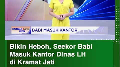 Bikin Heboh, Seekor Babl Masuk Kantor Dinas LHdi Kramat Jati