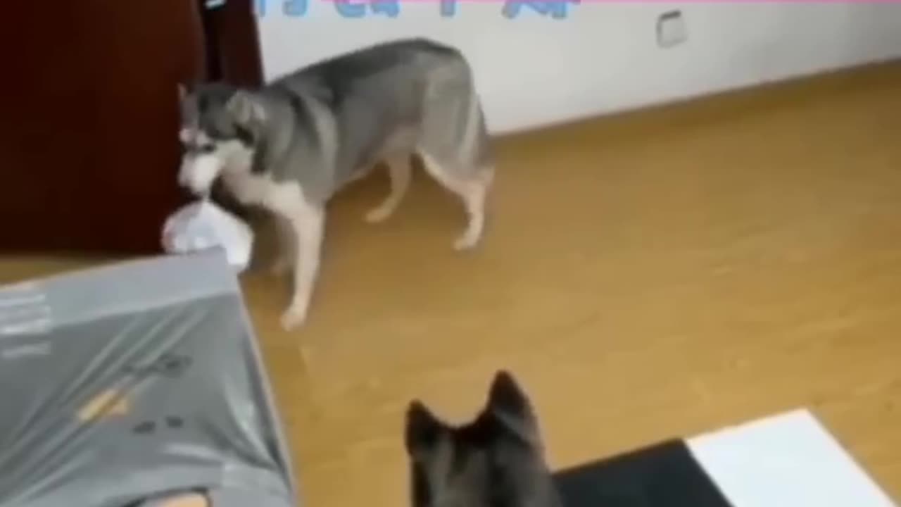 Funny dogs complation! #8🐕 most viral Dogs on internet 😍#shorts