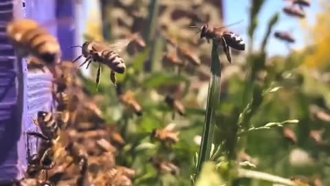 "Honeybees Communicate Through Dance"