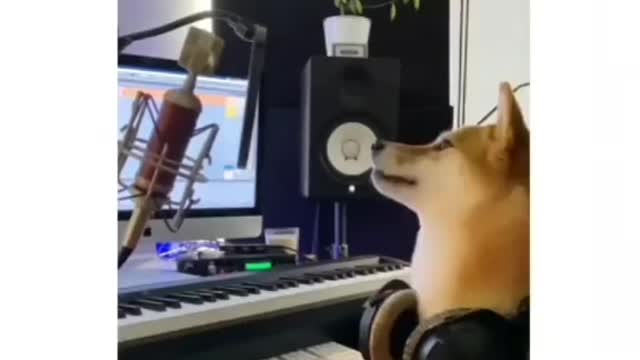 cutedogs
