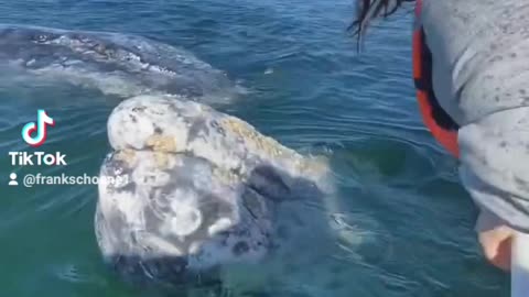 Gray whales meets human