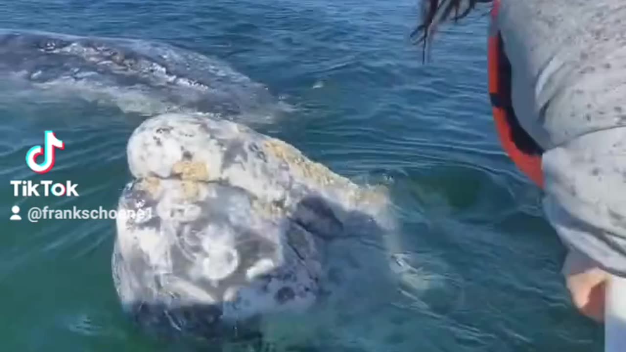 Gray whales meets human