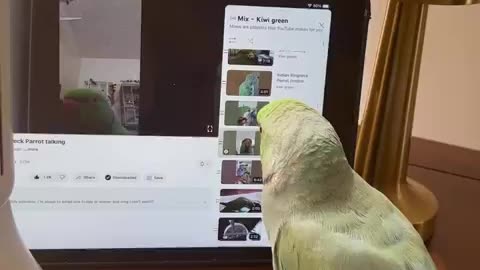 Parrot IQ LEVEL @200