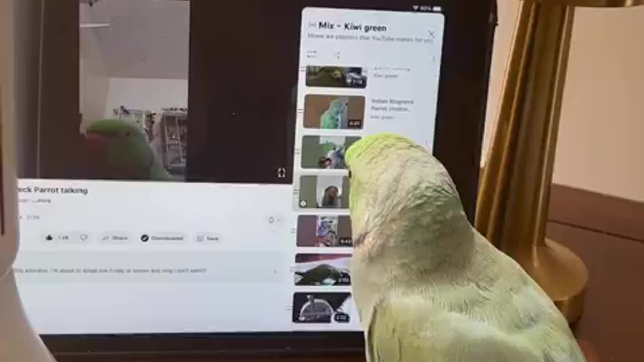 Parrot IQ LEVEL @200