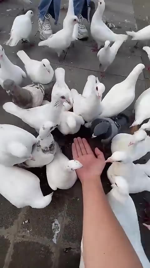 funny Cate video Short video