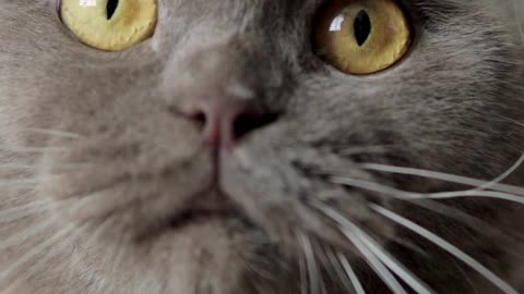 Cute cat with no music (best pet)