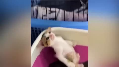 Funny Cat Videos part 2