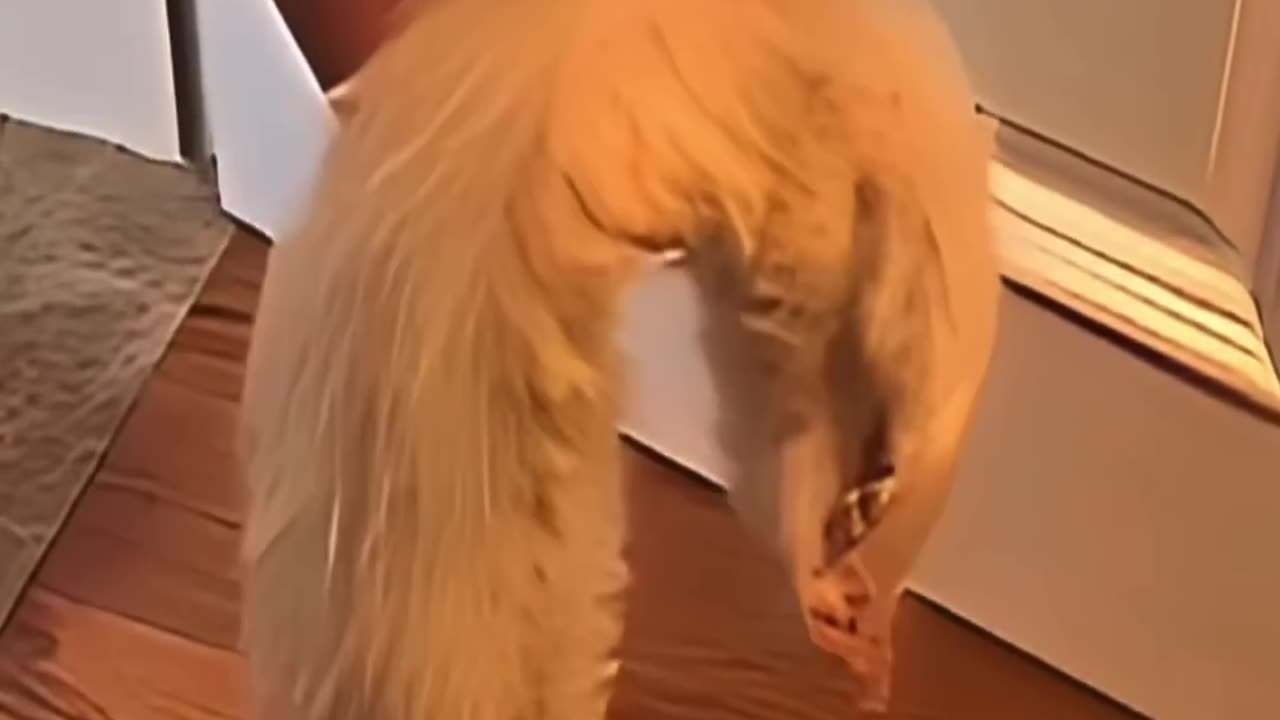 A cat got Surprised affter his friend gone ðŸ˜ðŸ˜ðŸ˜