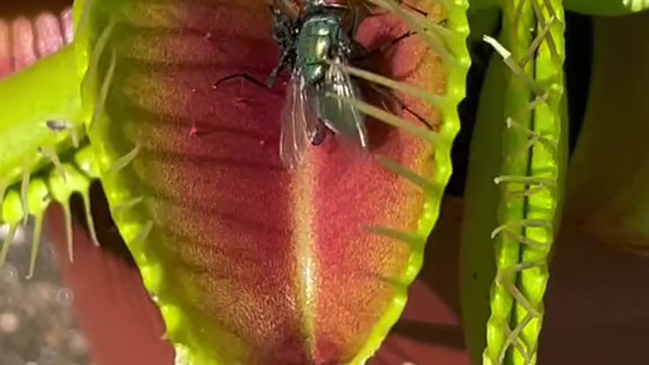 Meat eating plant devours a bunch of flies.