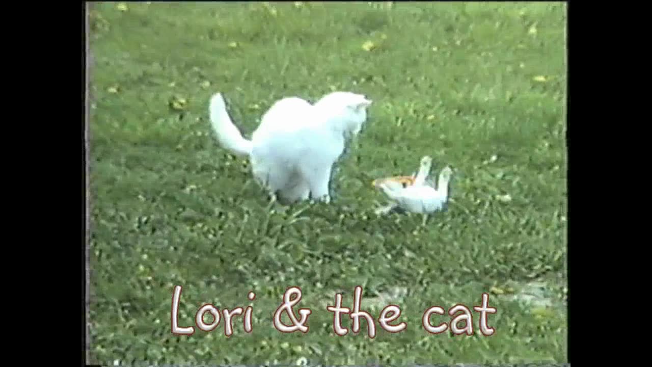 Lori Pup Tackles Kitty