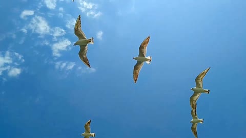 Beautiful Birds flying