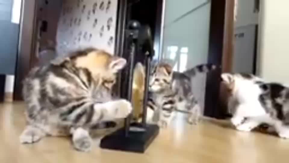 The best Funny Playing Cats and Dancing Kittens