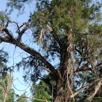 THIS TREE BEEN IN OUR FAMILY FOR 100 YEARS..#familytree