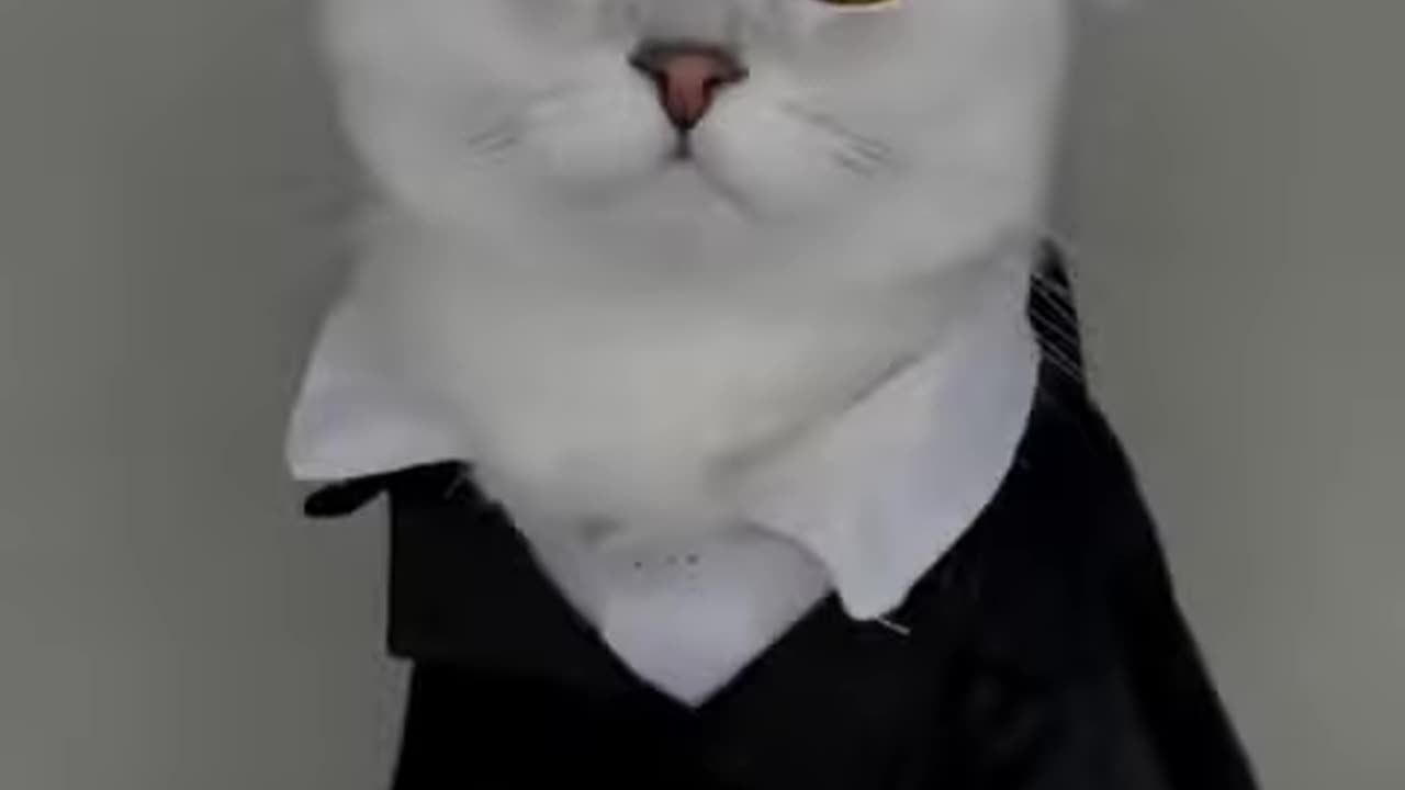 Anime Cat