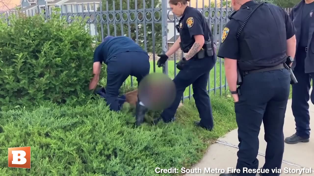 FREEDOM! Deer TRAPPED IN FENCE Freed by Colorado Firefighters, Police