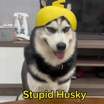 Stupid Husky | Funniest Dog videos