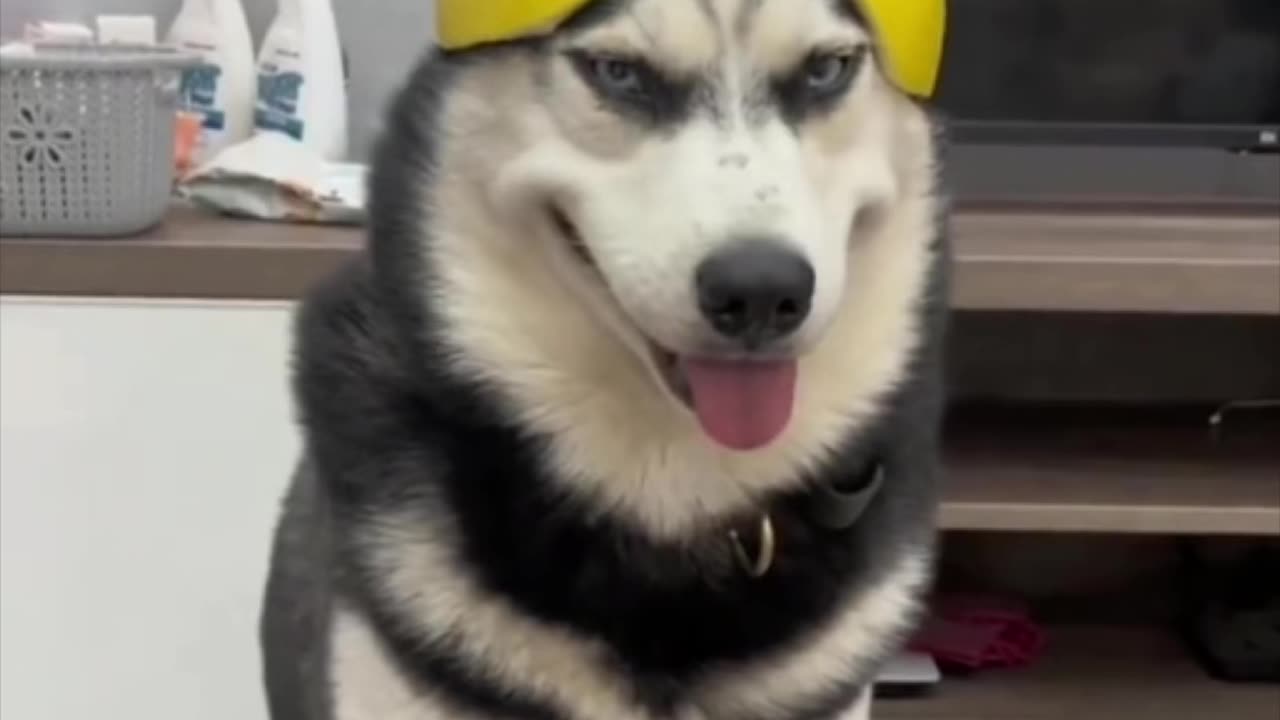 Stupid Husky | Funniest Dog videos