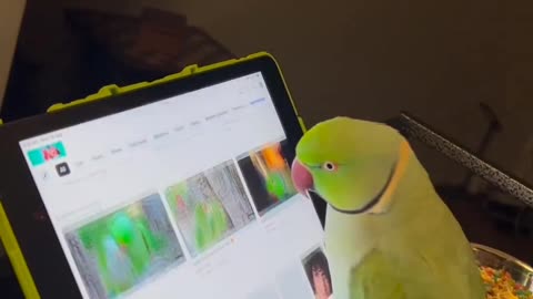 Parrot 🐦 using laptop 😂