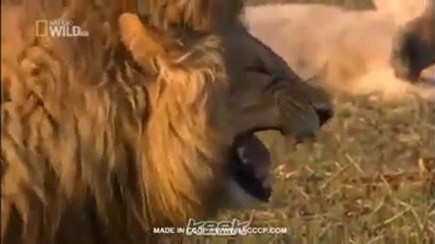 a lion laughs