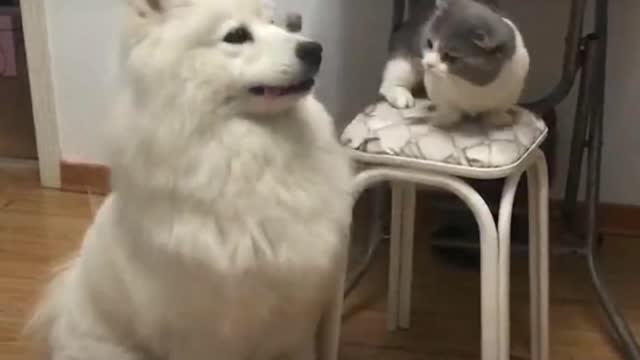 Funny cat and dog fight video😄😅😱