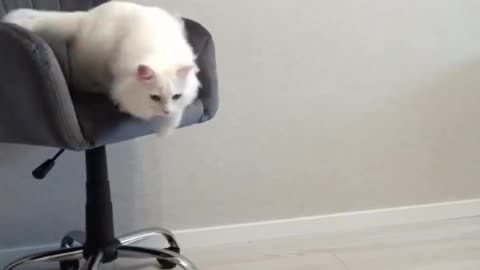 funny cat video