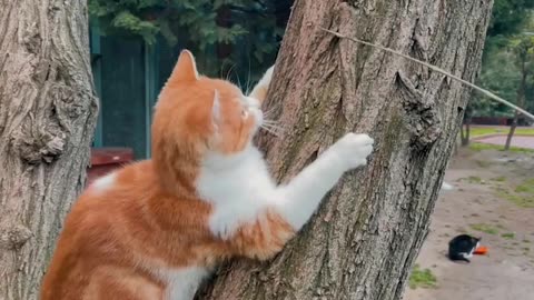 The cat is climbing the tree