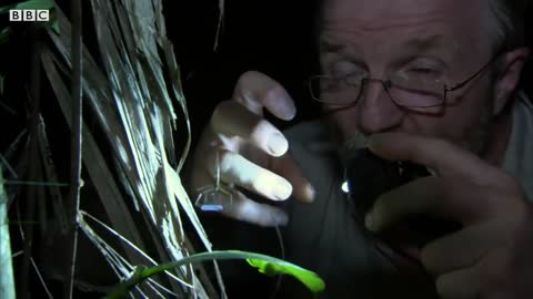 Net-Casting Spider Ensnares Prey | The Dark: Nature's Nighttime World | BBC Earth