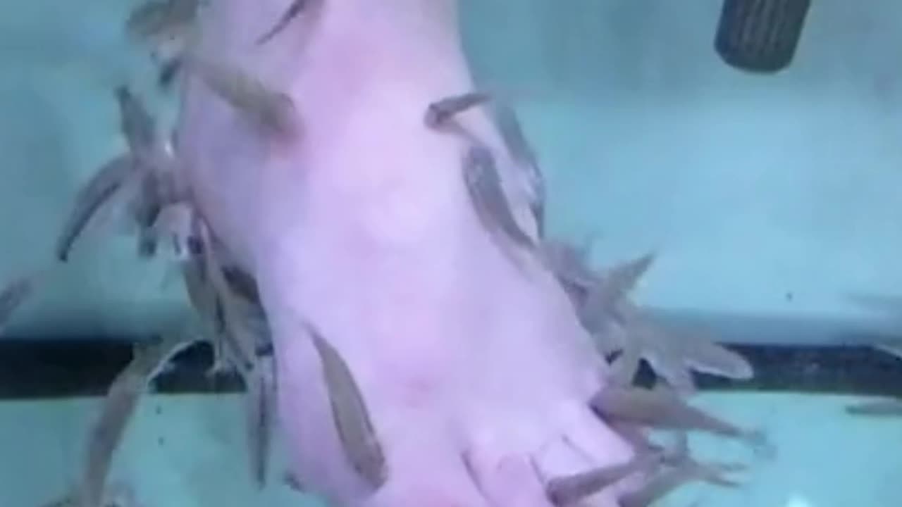 fish foot spa