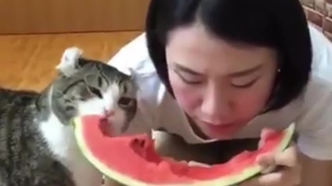 Funniest animals 2023π funniest cat's and dog's funny videos compilation πΈπΆ