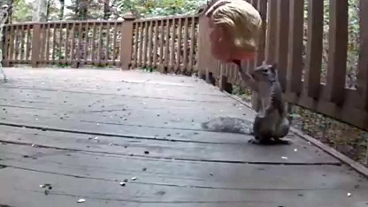A Donald Trump squirrel feeder!!!