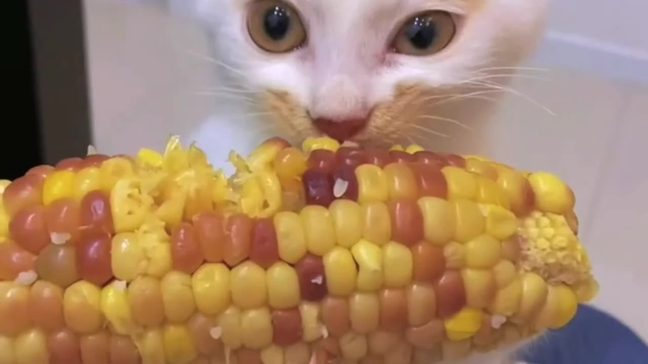 Cute Kitten Eating Corn #kitten #cat #catlover #funnycat #dog