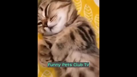 Funny Animal Videos 🤣 Funniest Cats and Dogs Videos 2024 part 2
