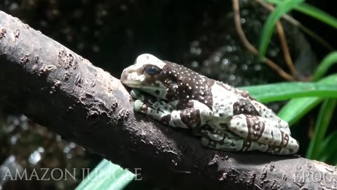 Exclusive: Rare Milk Frog in the Amazon Rainforest - Stunning Wildlife Footage 🐸🌿✨