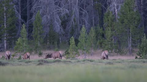 Sunrise elk herd