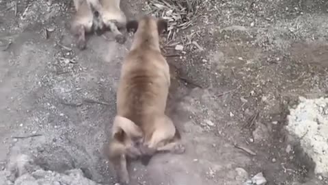 Funniest Cats and Dogs