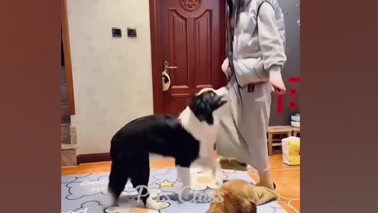 Cute cat and dogs funny movement