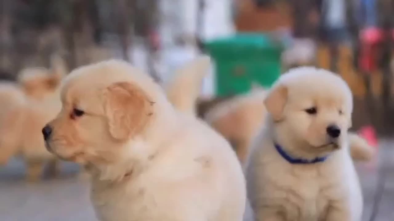 Cute puppy